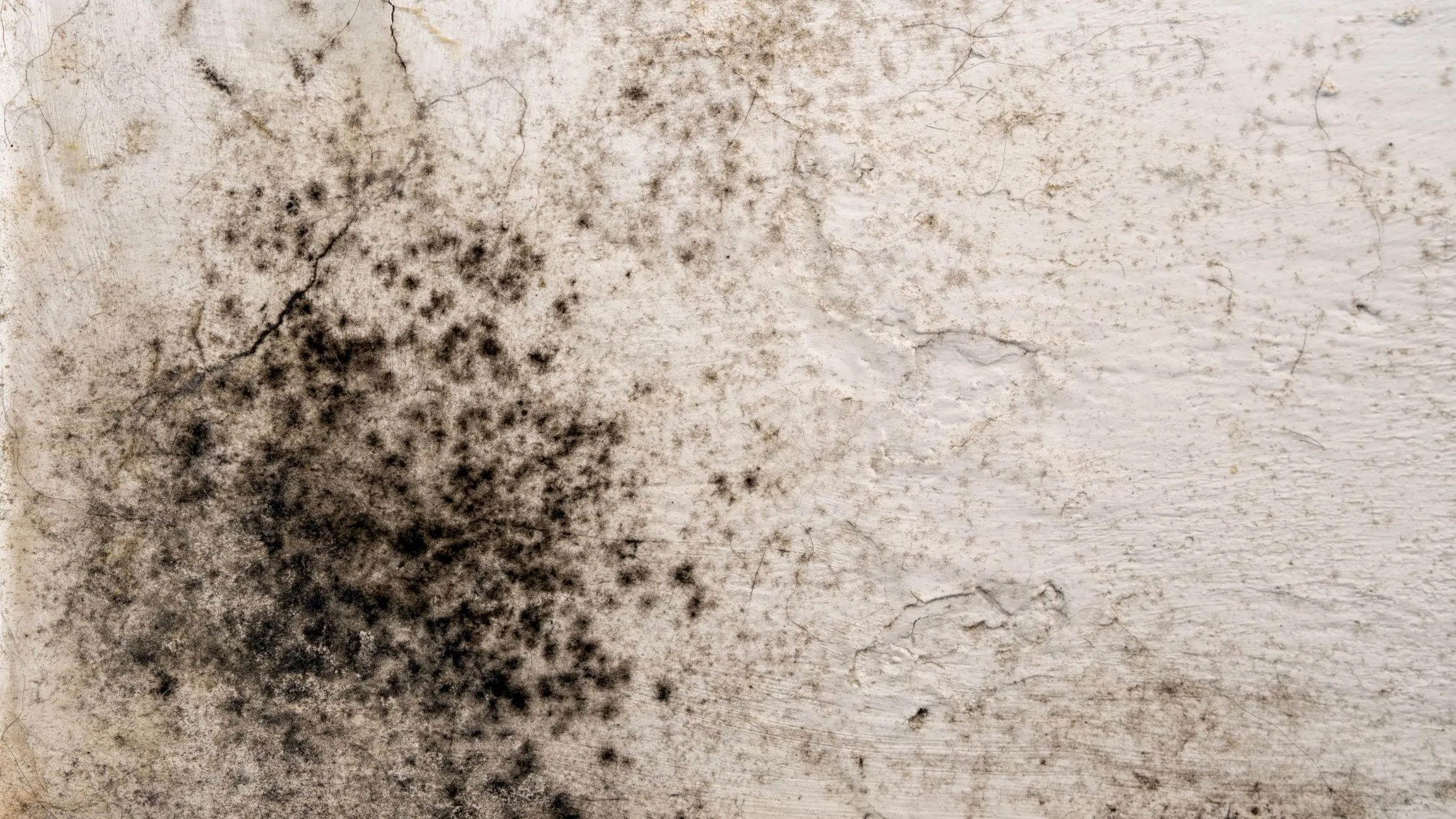 moisissure noire sur un mur