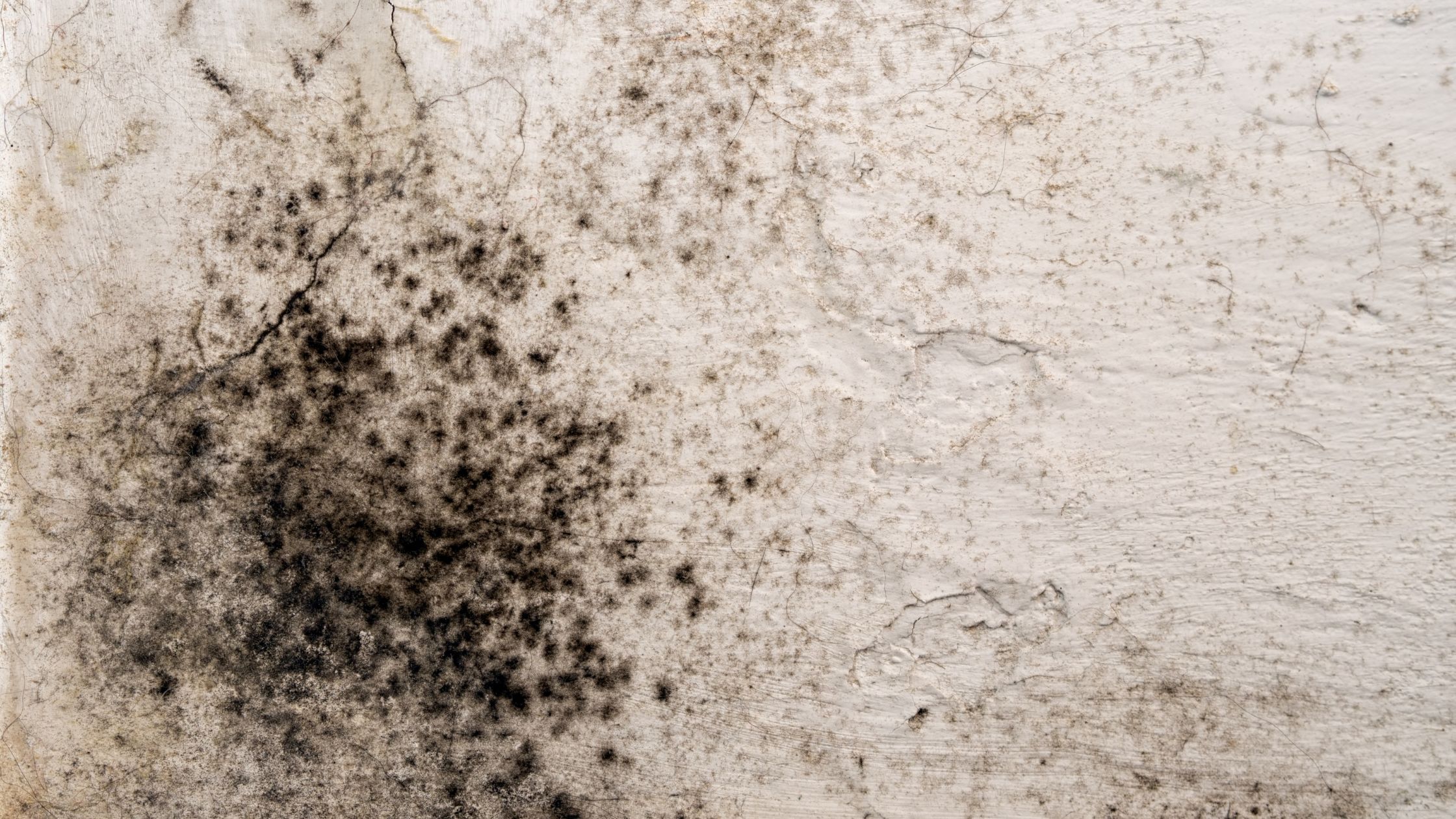 moisissure noire sur un mur
