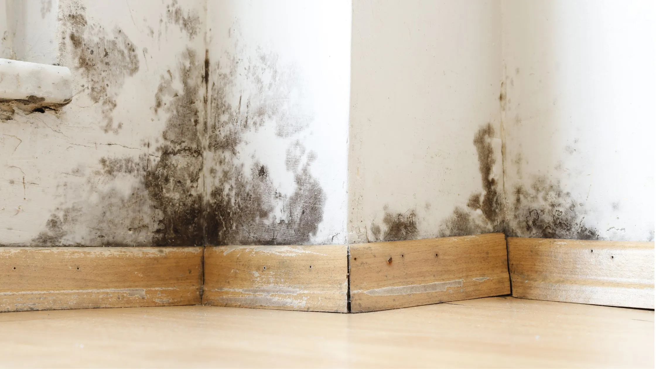 odeur humidité - moisissures noires mur