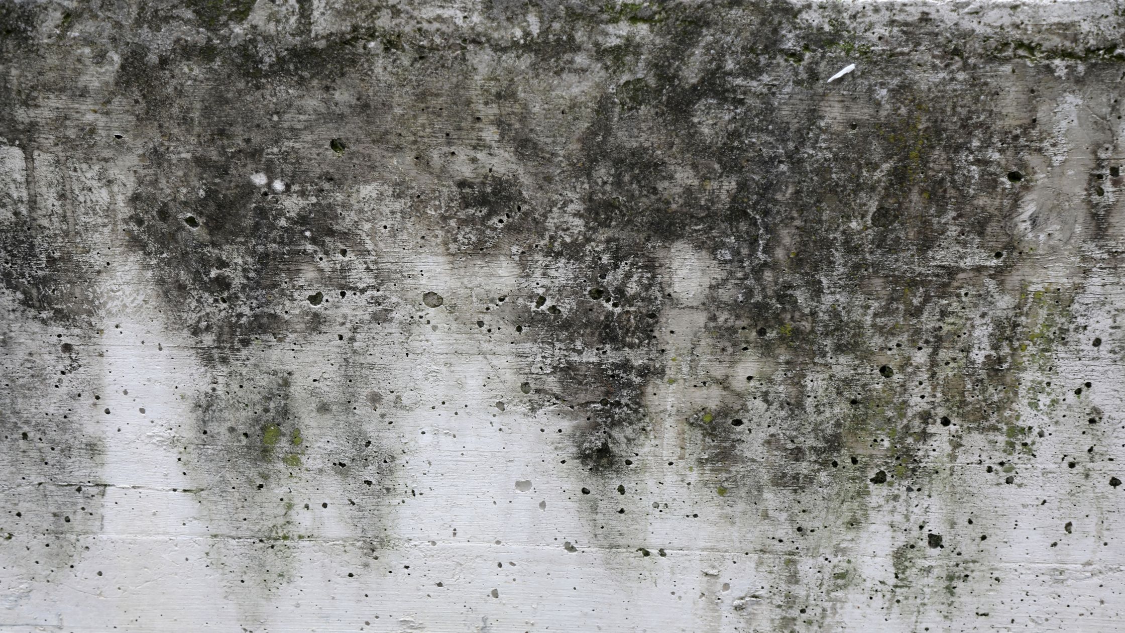 Moisissure mur