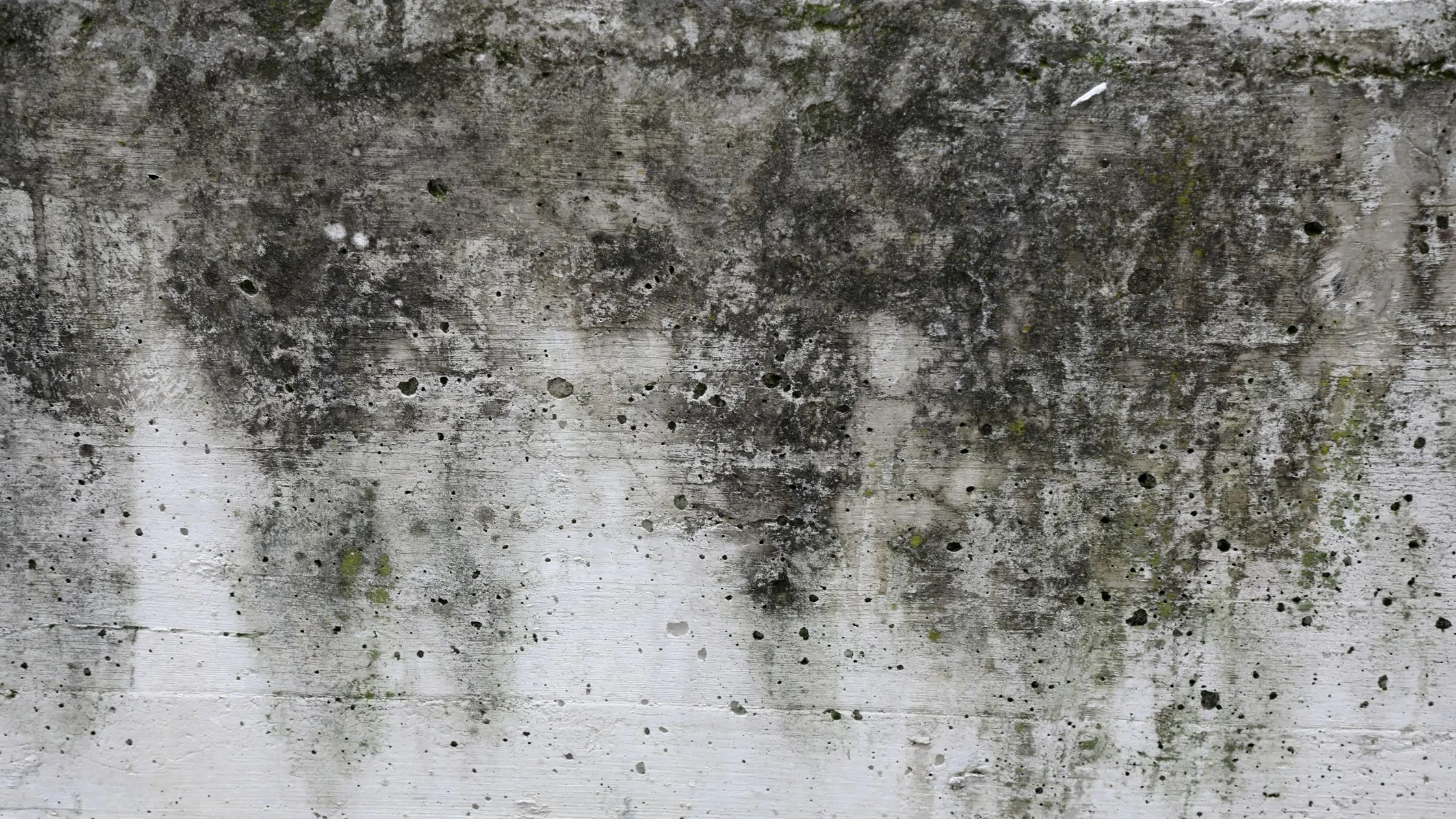 Moisissure mur